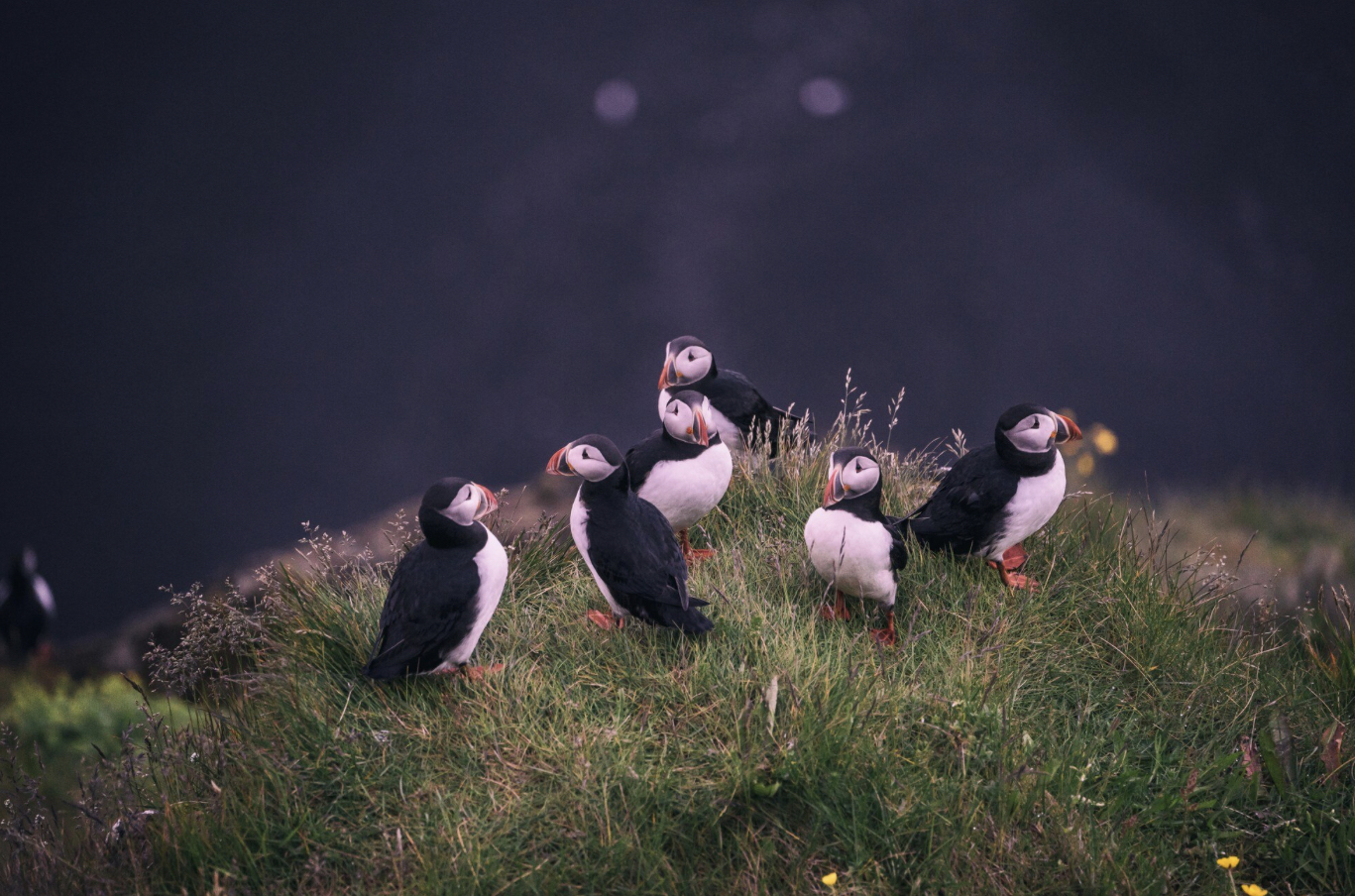 Puffins In Iceland