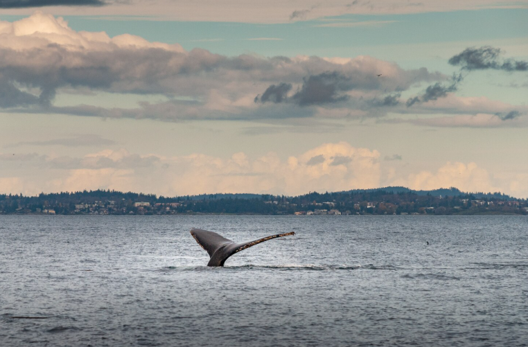 Whale Watching
